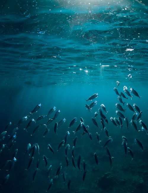 Every Piece Matters, Rethinking Plastic and Our Oceans